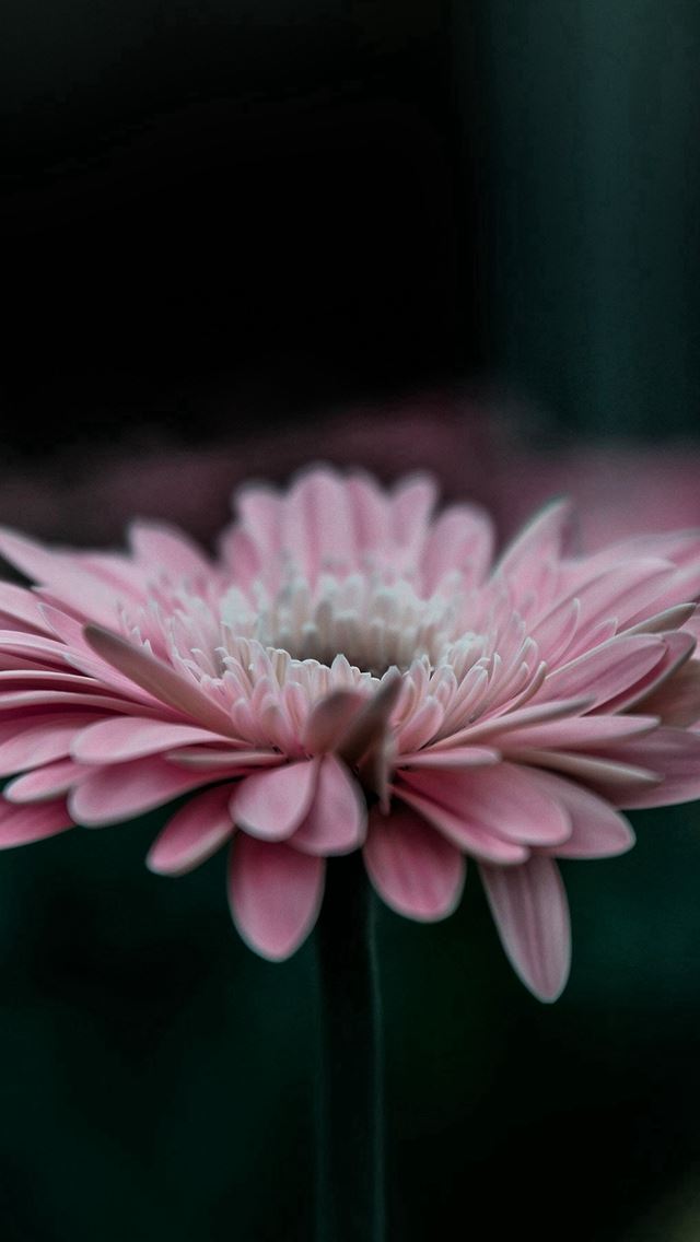 640x1136 Flower Pink Calm Nature Bokeh - petal iPhone Wallpaper