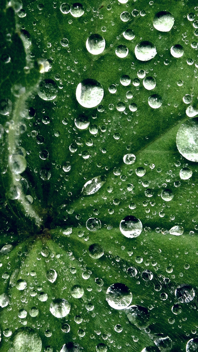 Water Drop On Leaf Summer Green Live iPhone Wallpapers Free Download