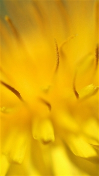Yellow Flower Zoom Nature wallpaper