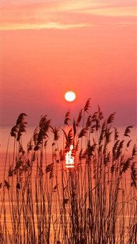 Very holding Sunset  Weed River wallpaper