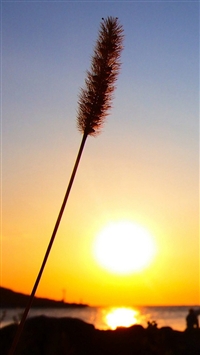 Sunset Mood Foxtail Grass Macro wallpaper