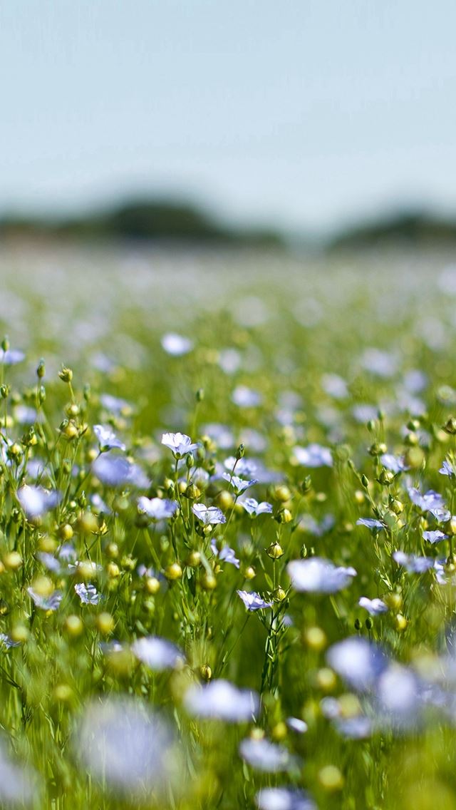 640x1136 Field Green Cosmos Flower Spring Nature - cosmos iPhone Wallpaper