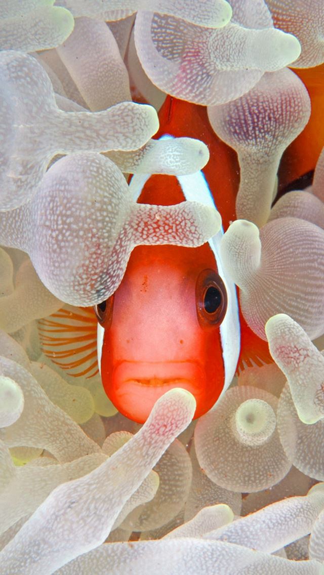 640x1136 Hidden Fish Coral Reef - swimming iPhone Wallpaper