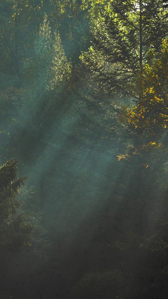 640x1136 Wood Nature Tree Sunshine Light - trees iPhone Wallpaper