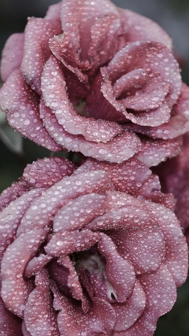 640x1136 Roses Petals Drops Frost - petal iPhone Wallpaper