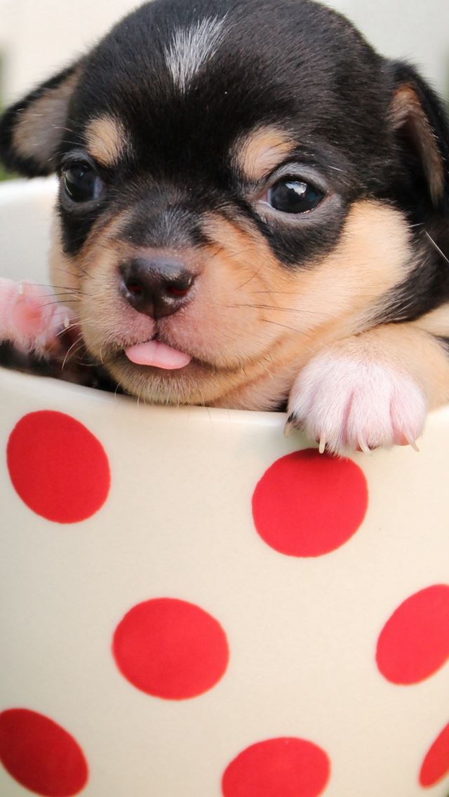 640x1136 Puppy Dog Cup - lovely iPhone Wallpaper