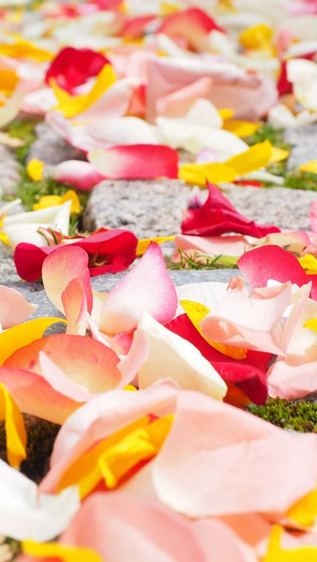 640x1136 Petals Roses Multicolored - roses iPhone Wallpaper
