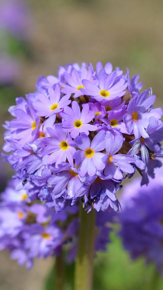 640x1136 Flowers Buds Petals Close Up Blurred -  iPhone Wallpaper