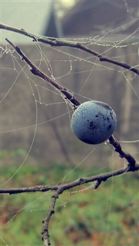 Berries Drops Macro Autumn wallpaper