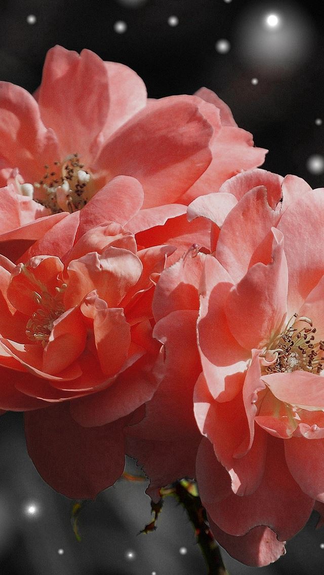 640x1136 Flower Pink Snow Nature Art - shiny iPhone Wallpaper