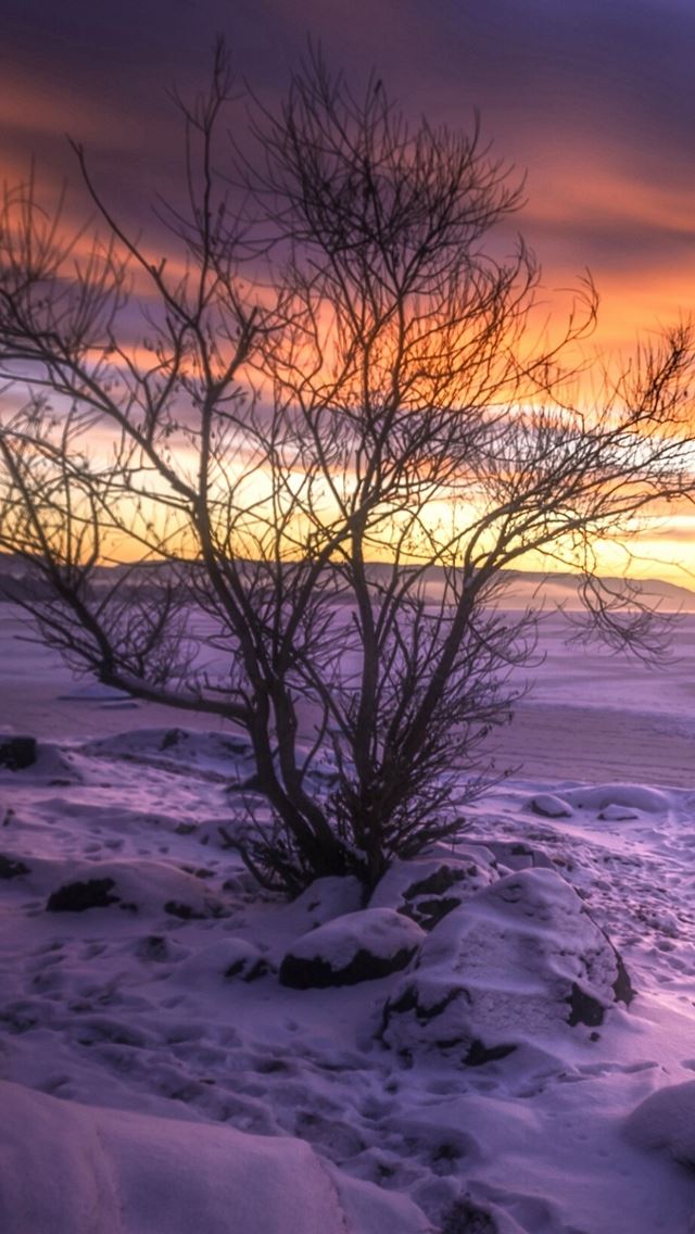 640x1136 Nature Snowy Field Wither Branch Skyscape - skyscape iPhone Wallpaper