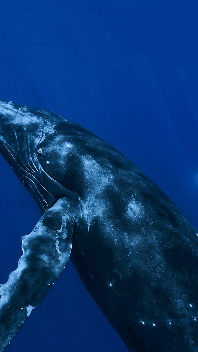 640x1136 Under Ocean Whale Blue Art Nature Pattern - swimming iPhone Wallpaper