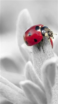 Ladybug Insect Flower Petals wallpaper