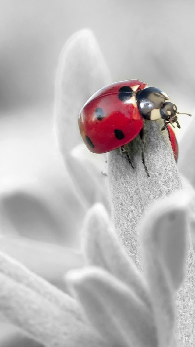 640x1136 Ladybug Insect Flower Petals - insect iPhone Wallpaper