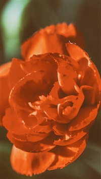 Flower Rose Petals Macro Bud wallpaper