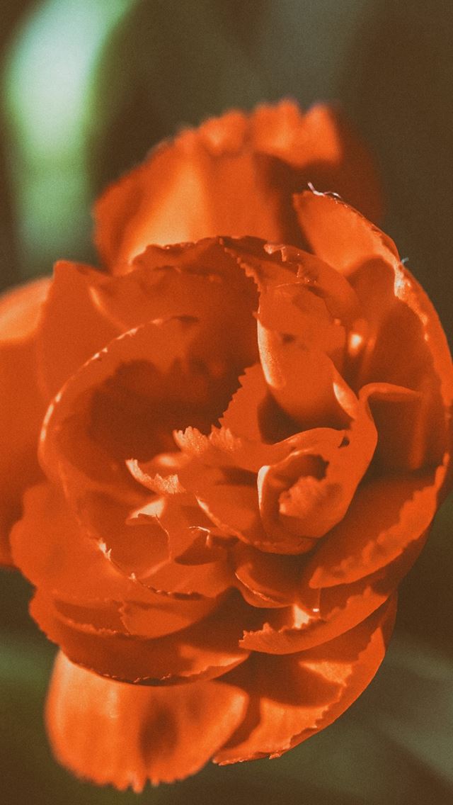 640x1136 Flower Rose Petals Macro Bud -  iPhone Wallpaper