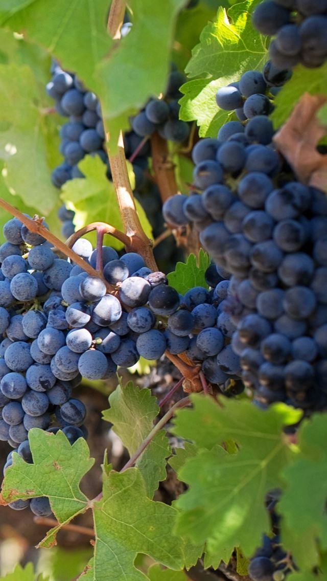 640x1136 Nature Grapes Branch Blur - branch iPhone Wallpaper