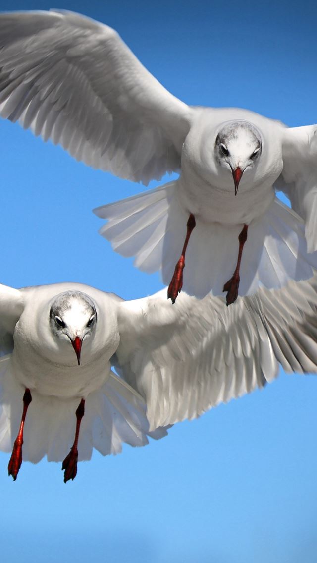 640x1136 Gulls Birds Flying Flapping -  iPhone Wallpaper