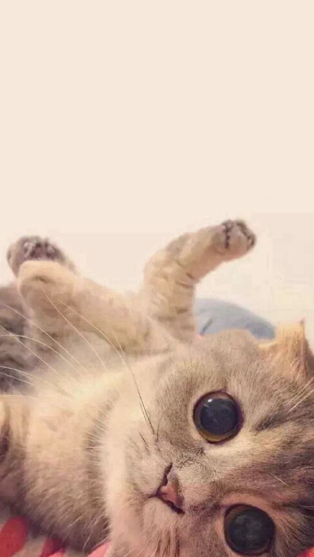 640x1136 Playing Cute Cat Pet Animal - funny iPhone Wallpaper