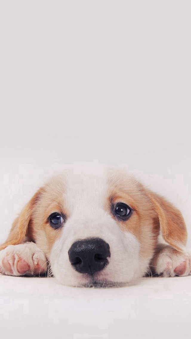 Cute Puppy Dog Pet iPhone wallpaper 