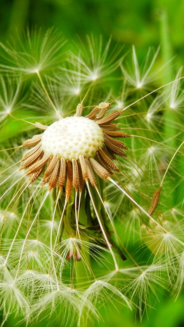 640x1136 Dandelion Flower Fluff Macro -  iPhone Wallpaper