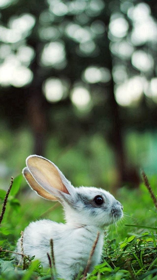 640x1136 Little Rabbit Grassland Woods Bokeh - woods iPhone Wallpaper