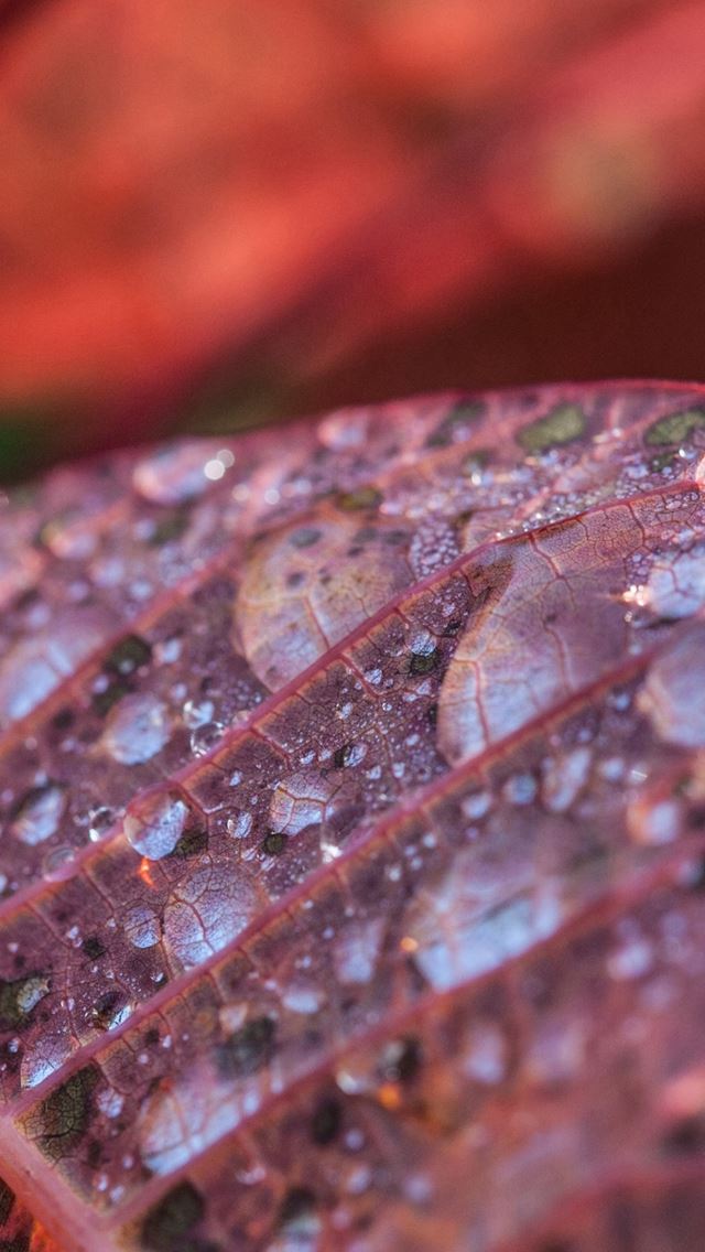 640x1136 Leaf Drops Dew Branch - dew iPhone Wallpaper