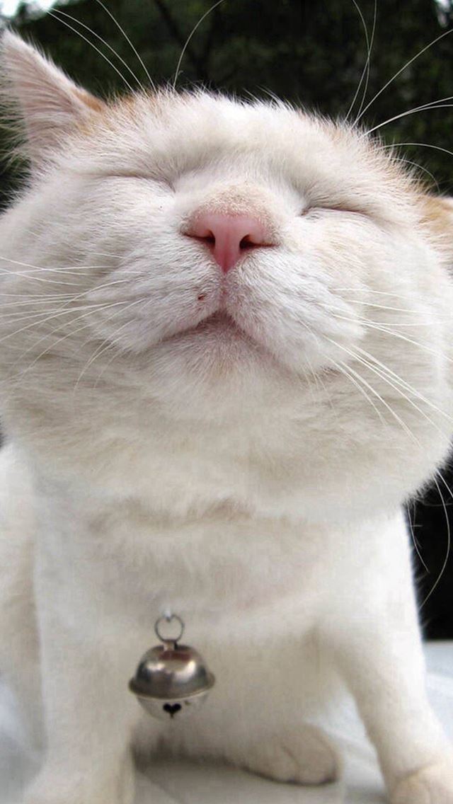 640x1136 Funny Cute Lazy Lion Cat -  iPhone Wallpaper