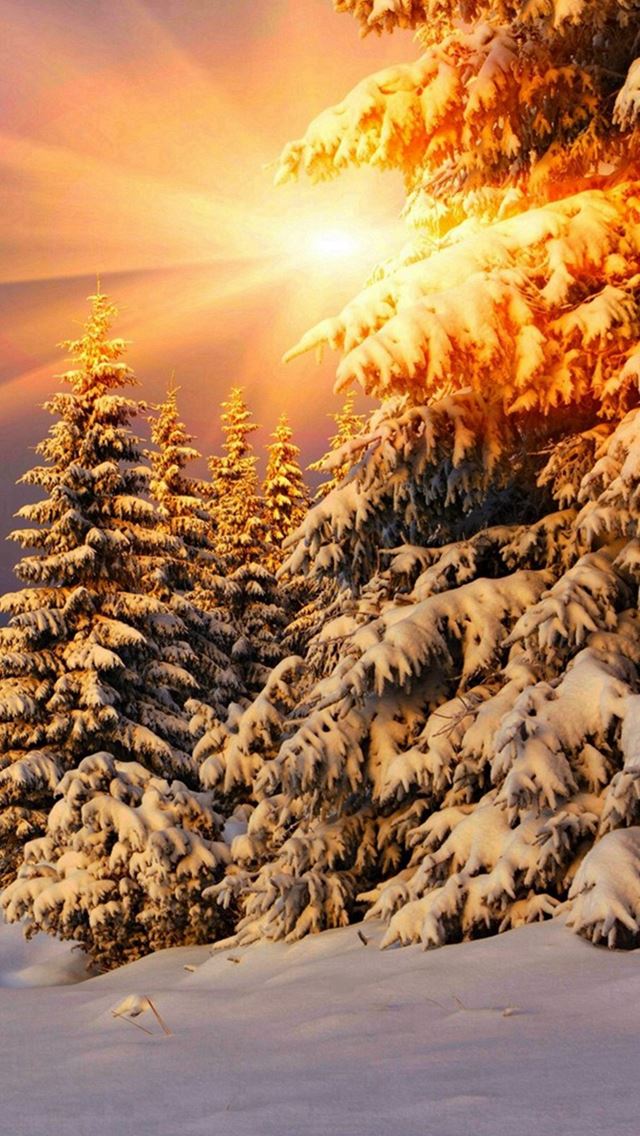 640x1136 Snowy Pine Trees Sunshine - pure iPhone Wallpaper