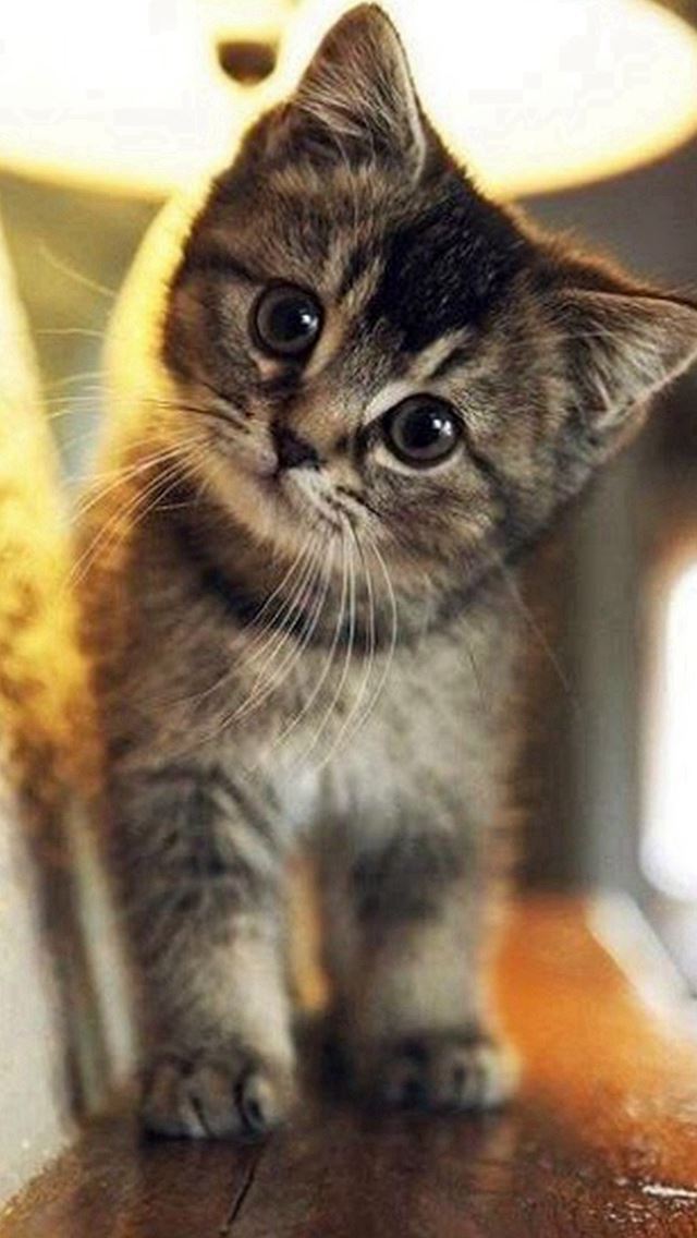 640x1136 Cute Stare At Cat Animal - yellow iPhone Wallpaper