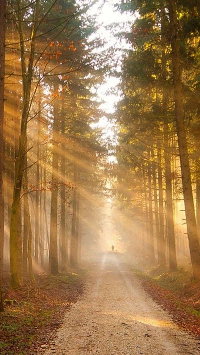 640x1136 Sunshine Grove Path Scenery - woods iPhone Wallpaper