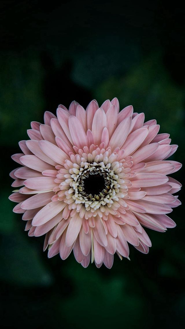 640x1136 Pure Daisy Flower Center Pink - beautiful iPhone Wallpaper