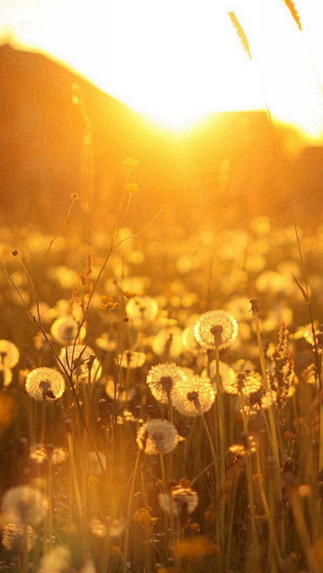 Nature Dandelion Sunlight Field iPhone wallpaper 