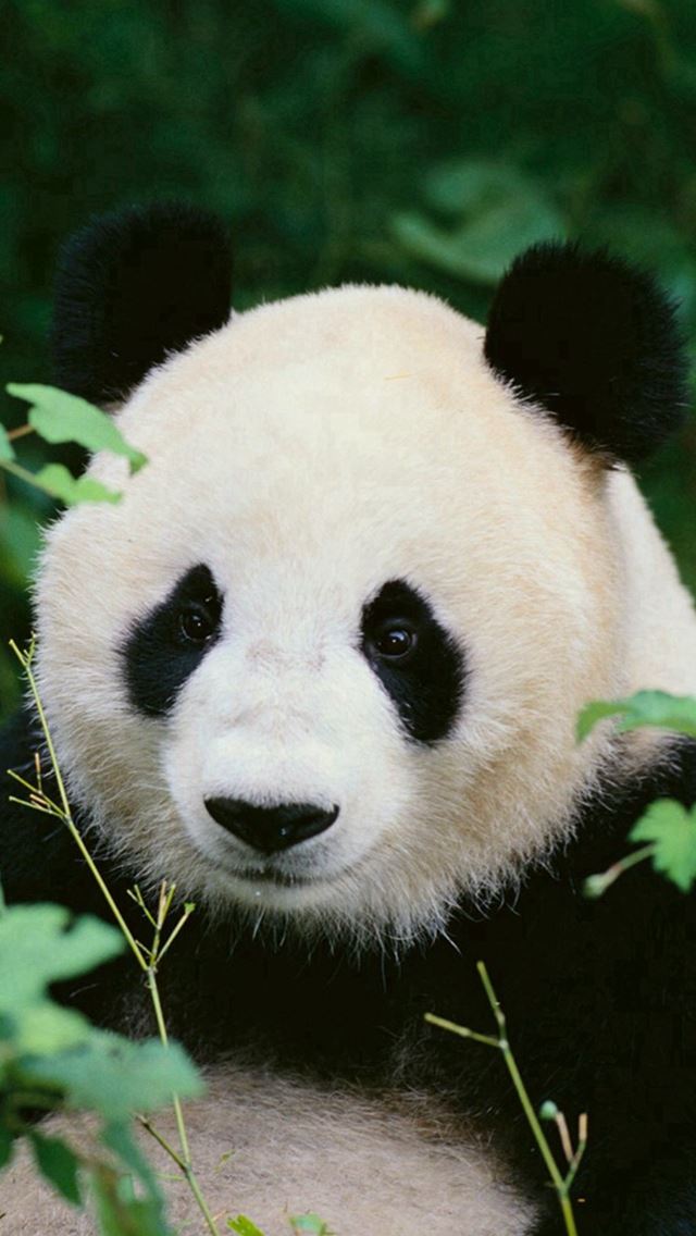 640x1136 Panda Woods Nature - treasure iPhone Wallpaper
