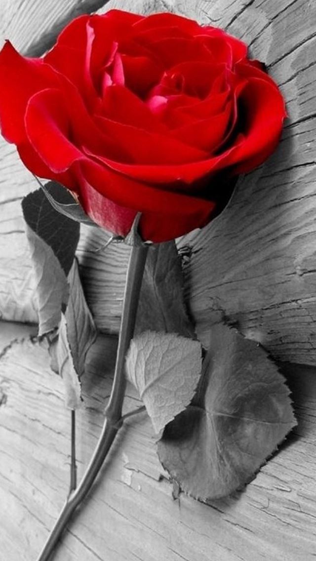 640x1136 Elegant Rose Flower Wooden Macro - beautiful iPhone Wallpaper