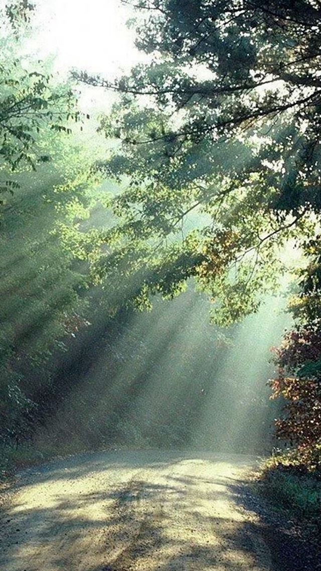 640x1136 Nature Forest Sunlight Trees Road - view iPhone Wallpaper