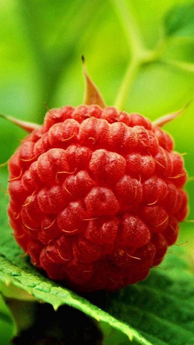 640x1136 Cute Fresh Smelly Berry Fruit Macro - fruit iPhone Wallpaper
