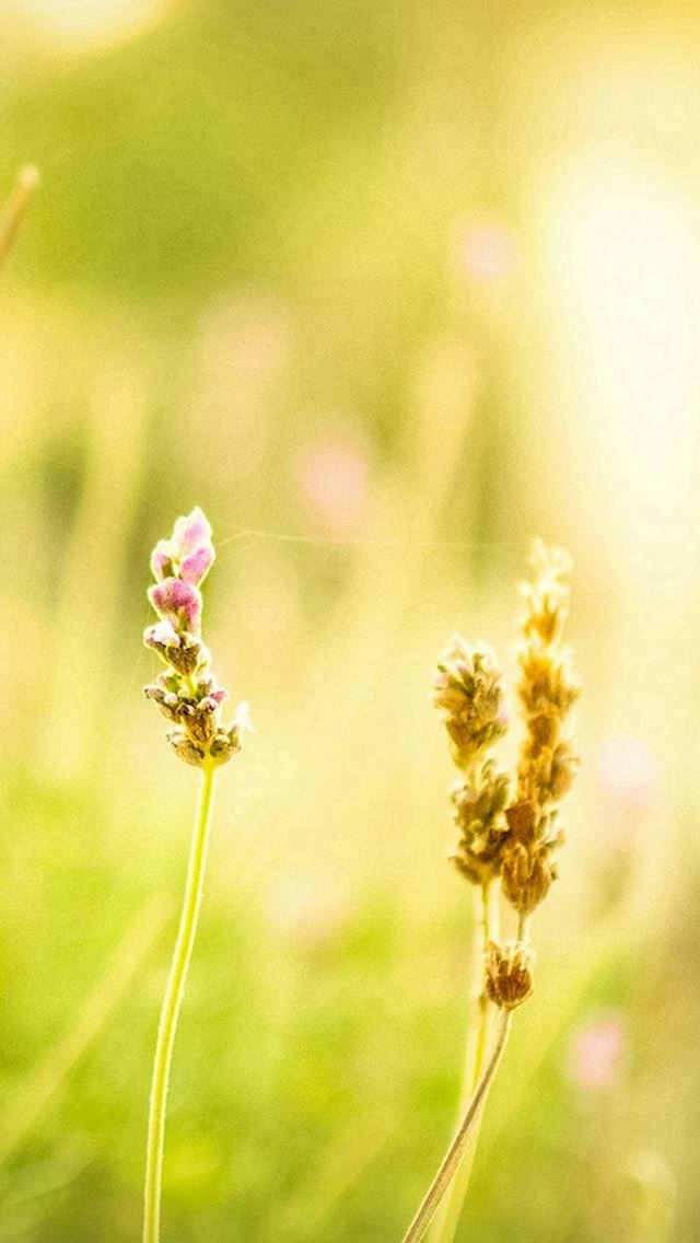 640x1136 Beautiful Green Natural Scenery - natural iPhone Wallpaper