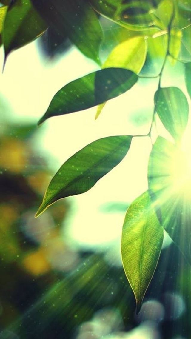 640x1136 Sunshine Bokeh Leafy - flare iPhone Wallpaper