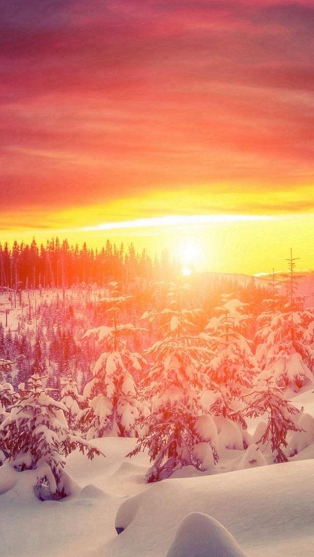 640x1136 Wonderful Winter Trees Brilliant View - snowy iPhone Wallpaper