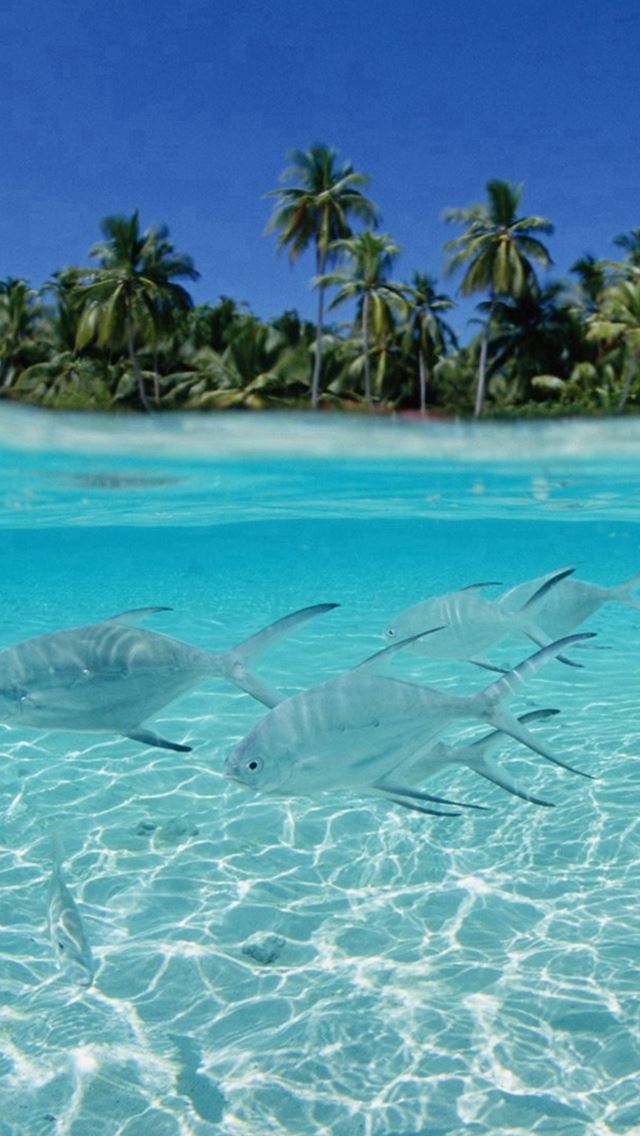 640x1136 Tropical Pure Sea Fish Scenery - pure iPhone Wallpaper