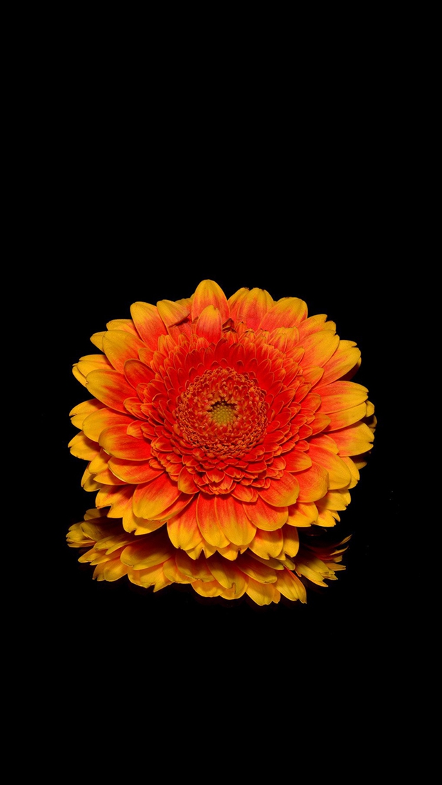 Simple Flower Red Dark Macro iPhone wallpaper 
