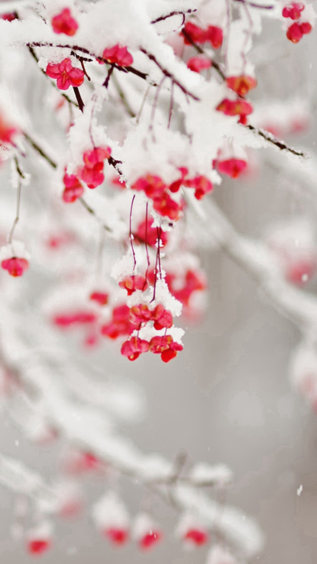 Nature Winter Fruit Icy Branch iPhone Wallpapers Free Download