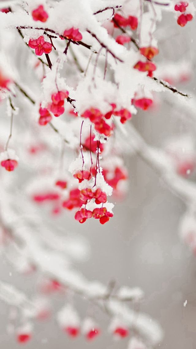 640x1136 Nature Winter Fruit Icy Branch - bokeh iPhone Wallpaper