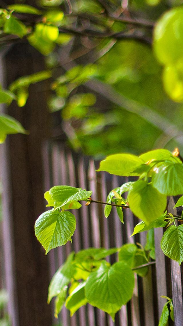 640x1136 Plant Fence Bokeh - bokeh iPhone Wallpaper