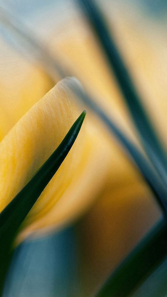 640x1136 Yellow Crocus Flower Beauty Nature -  iPhone Wallpaper