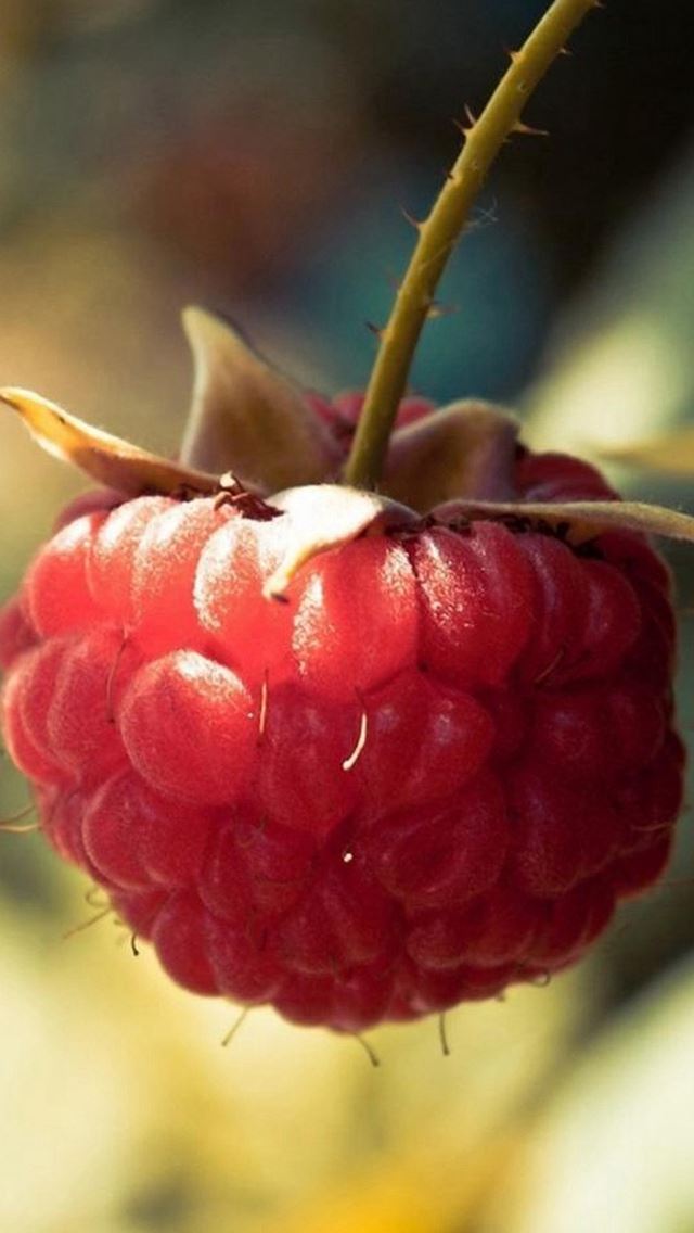 640x1136 Nature Sunshine Wild Berry Macro Fruit  - branch iPhone Wallpaper