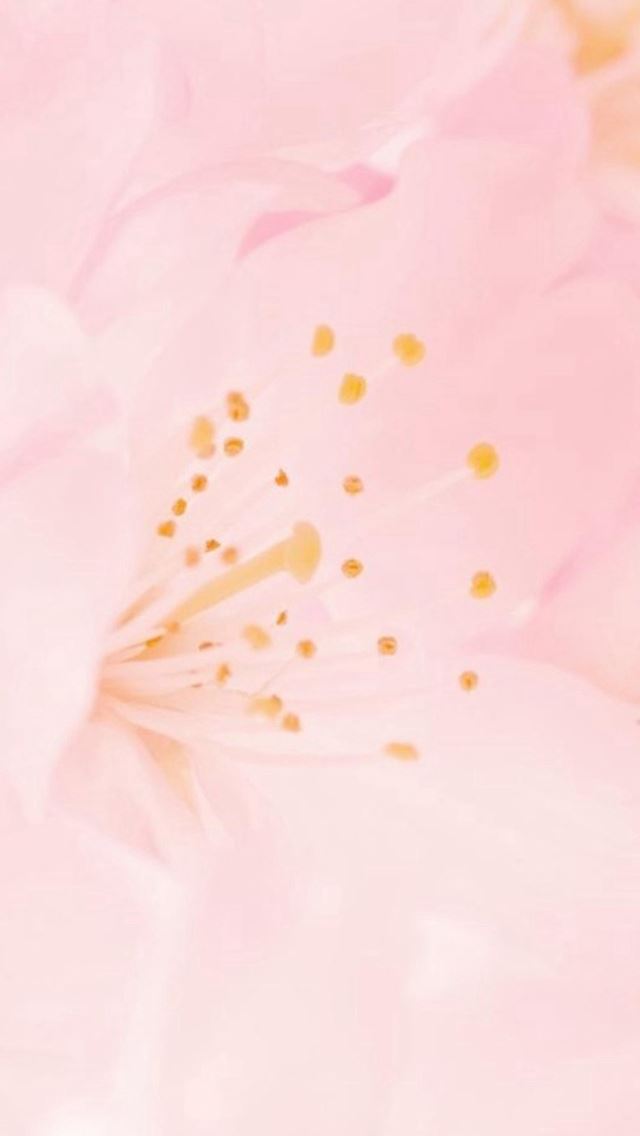 640x1136 Pure Beautiful Bloomy Pink Flower Macro - pure iPhone Wallpaper
