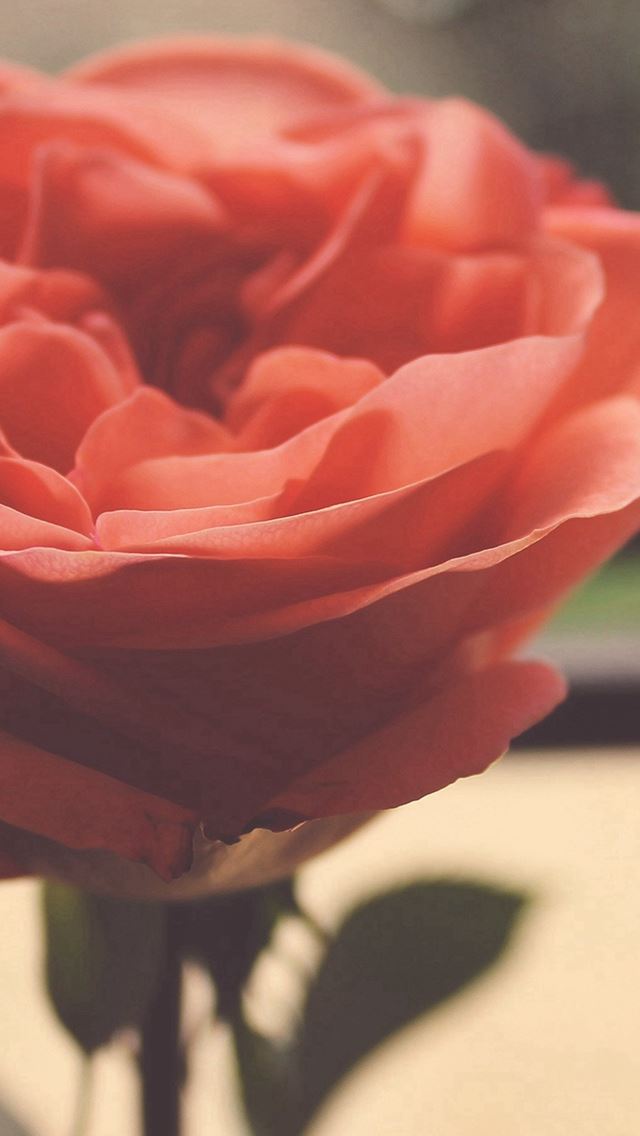 640x1136 Rose Flower Nartue Home Love Art - beautiful iPhone Wallpaper