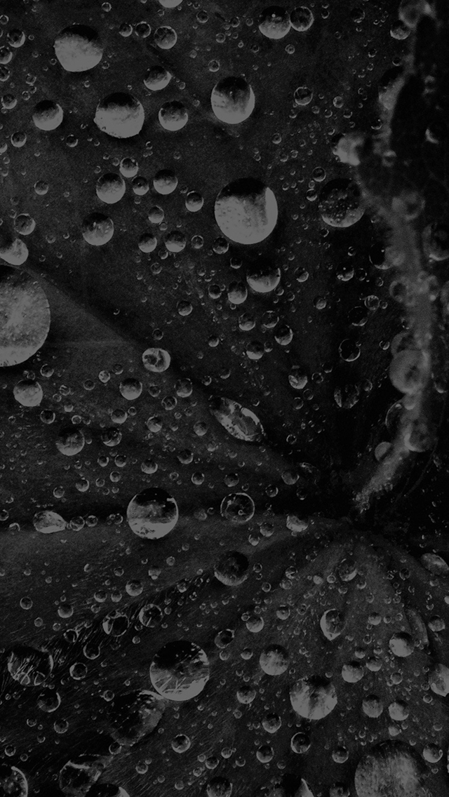Water Drop On Leaf Summer Dark Bw Live Black iPhone wallpaper 